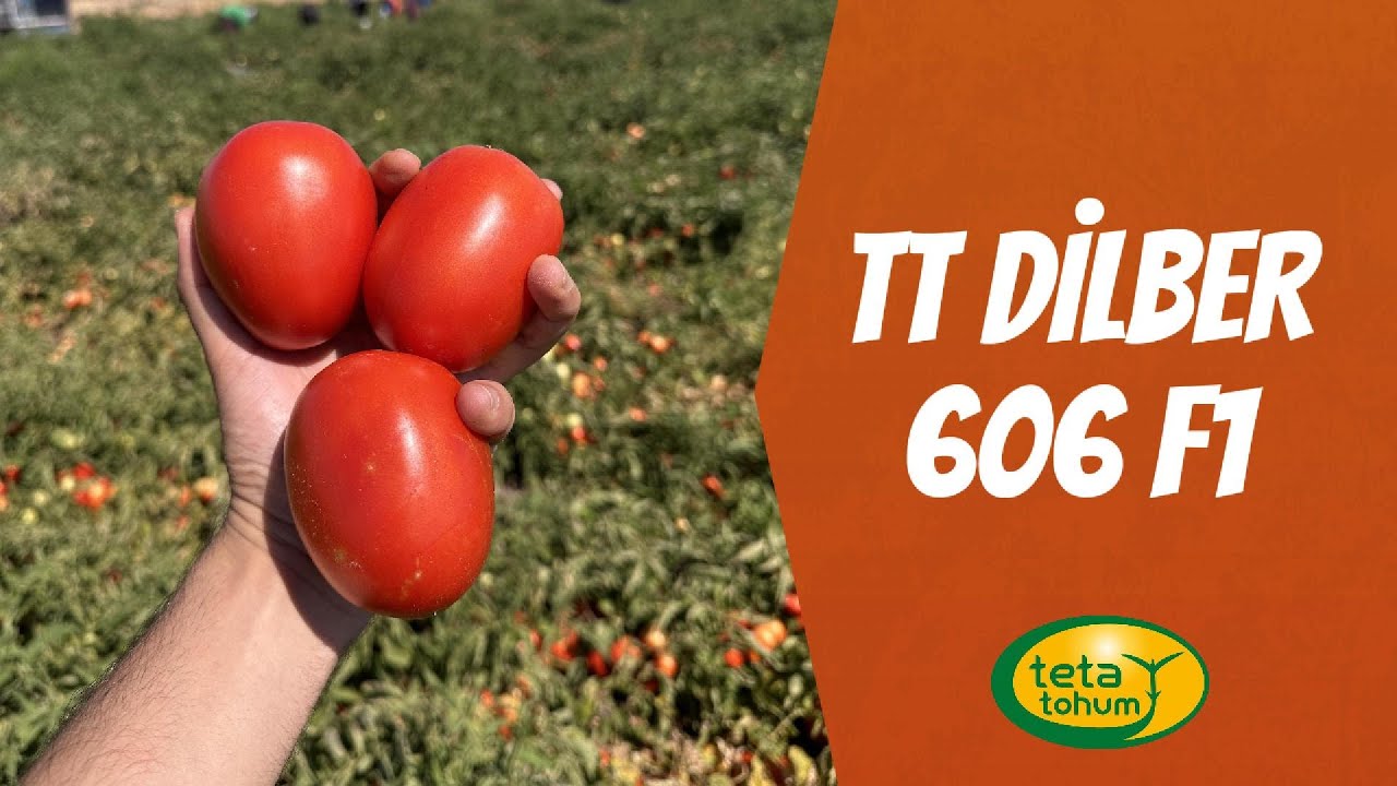 TT Dilber 606 F1 Sanayi Tipi Domates Tohumu ile Verim ve Kalite Bir Arada