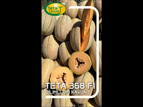 Bayimiz Anlatıyor: TETA 368 F1 Kavun'a Yoğun İlgi!