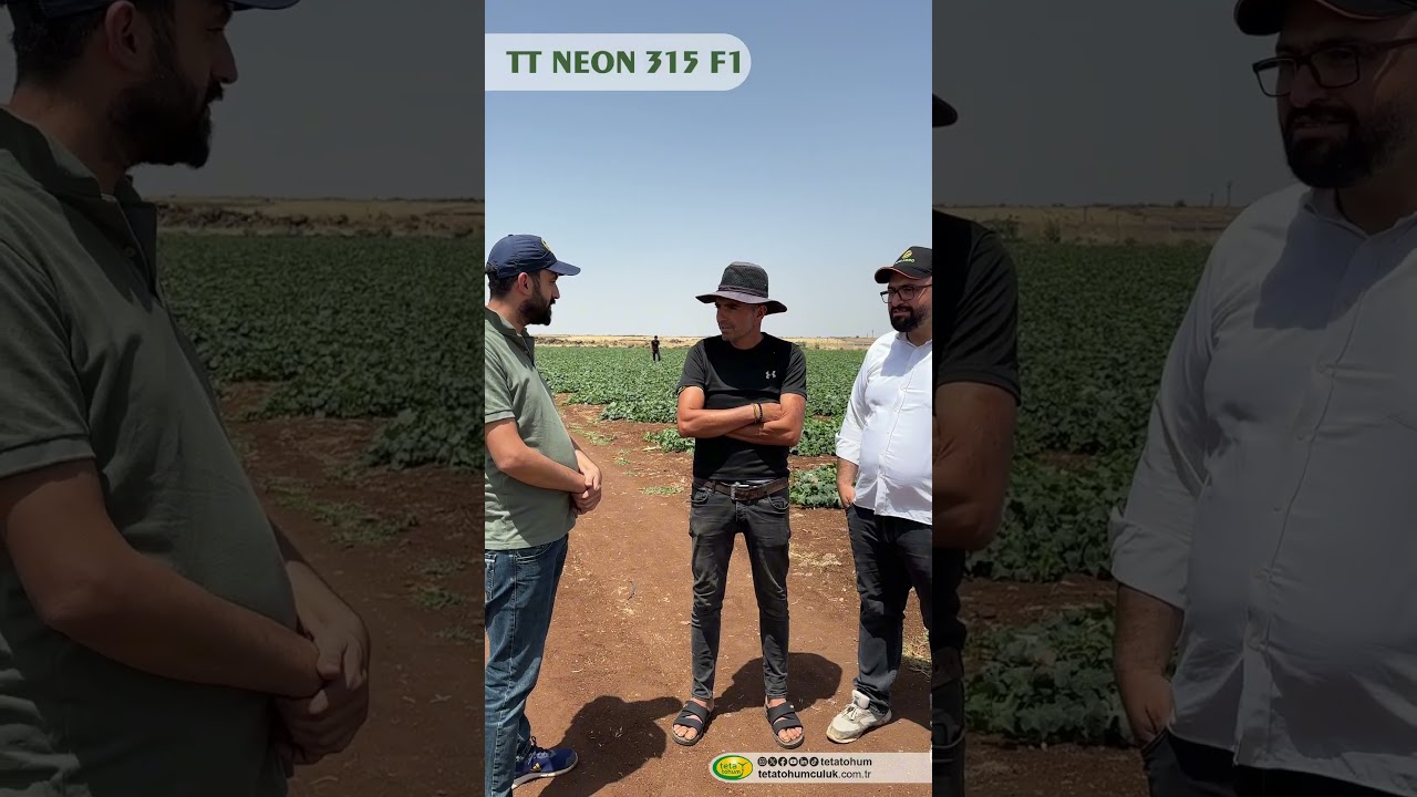 TT NEON 315 F1 Hıyar Tohumu Çiftçiden Tam Not Aldı!