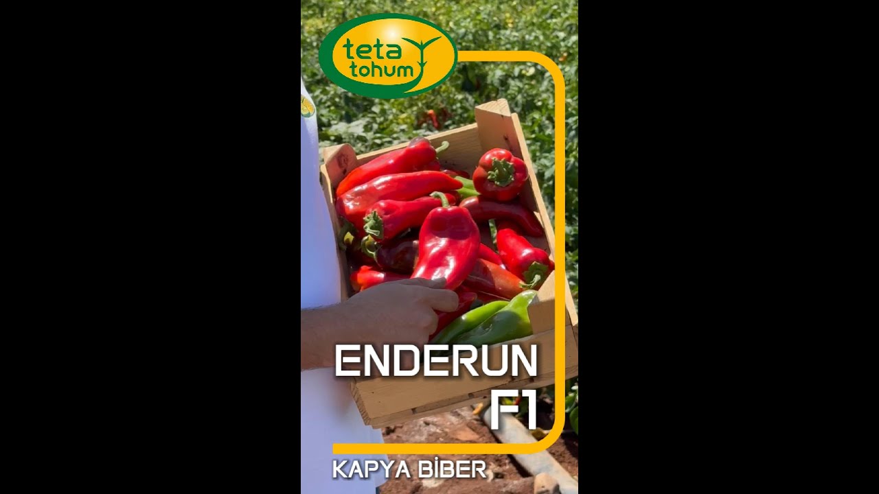 TSWV Dayanıklılığı ile Öne Çıkan Enderun F1, Yüksek Verim Sağlıyor!