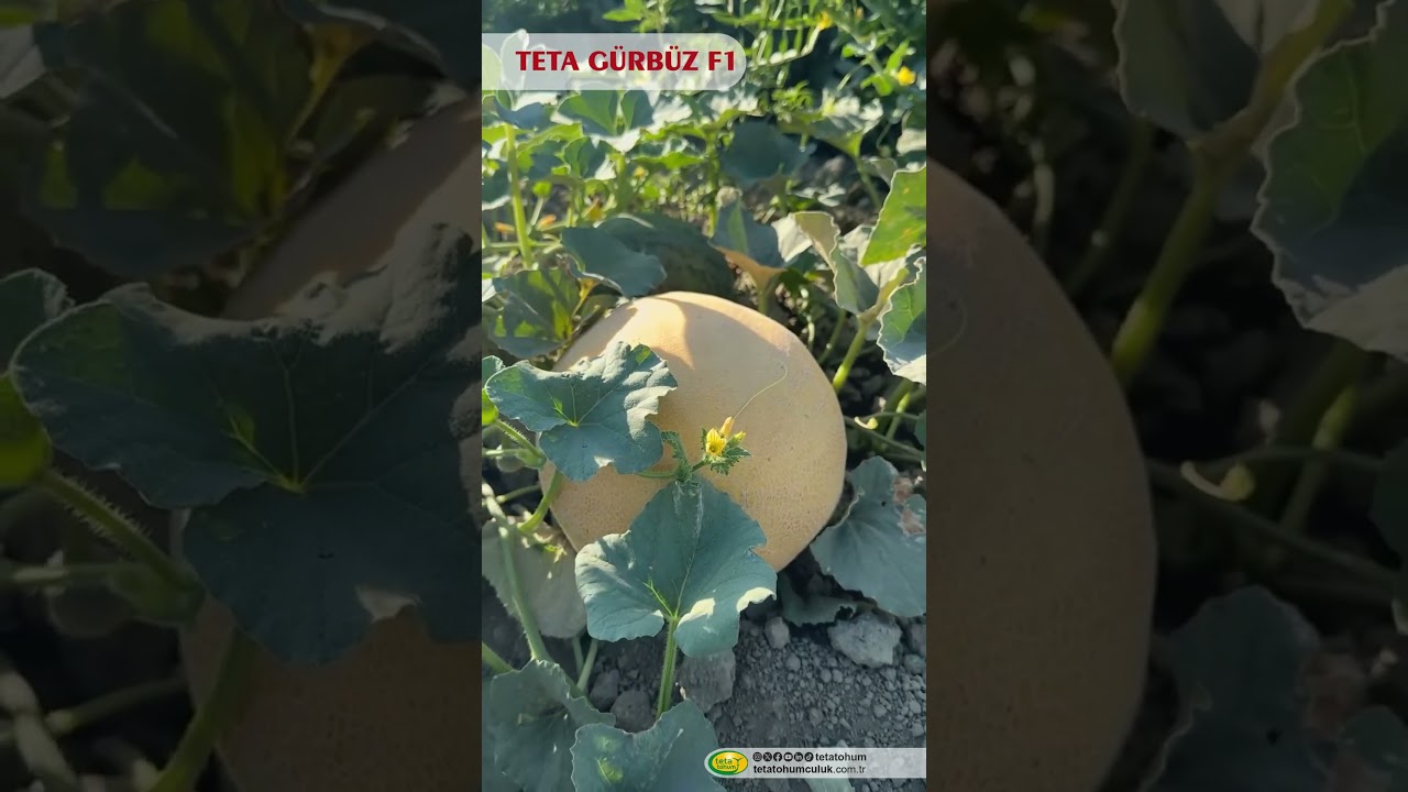 Teta Gürbüz F1 Kavunu: Hatay'da Yüksek Verim ve Kalite İle Dikkat Çekiyor