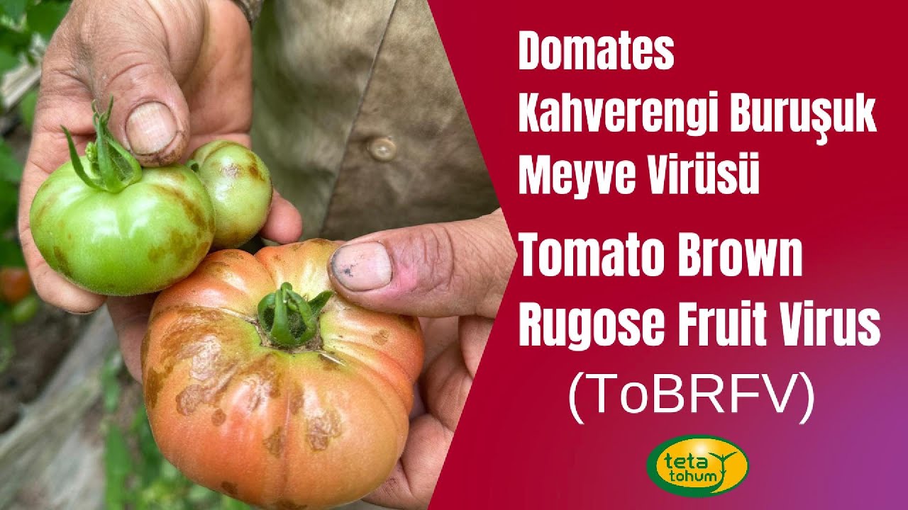 Domates Kahverengi Buruşuk Meyve Virüsü - Tomato Brown Rugose Fruit Virus (ToBRFV)