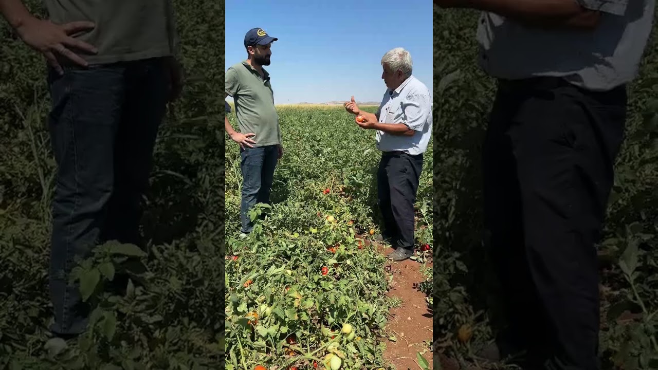 Hatay Reyhanlı'da Dilber Domates Verimi Artıyor!