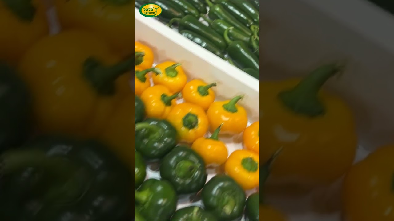 Teta Tohumculuk | Em di Fuarê 11. Xwarinê, Candinê û Heywandarî ya Rûhayê de beşdar dibin! 🌱 #tarım