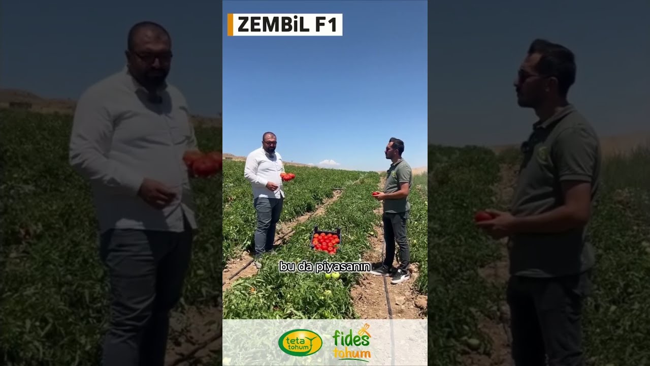 ZEMBİL F1 Farkı: Hastalığa Meydan Okuyan Performans ve Yüksek Verim  #tomato #tarım #tetatohumculuk