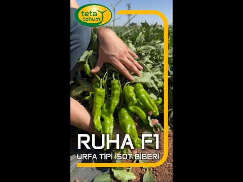 Ruha F1 Urfa Tipi İsot Biberi Üreticiden Tam Not Aldı #RuhaF1 #İsotBiberi