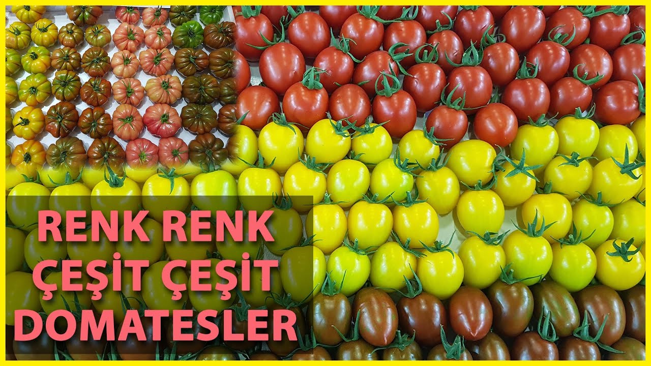 Domatese Kadın İsmi Daha Çok Yakışıyor