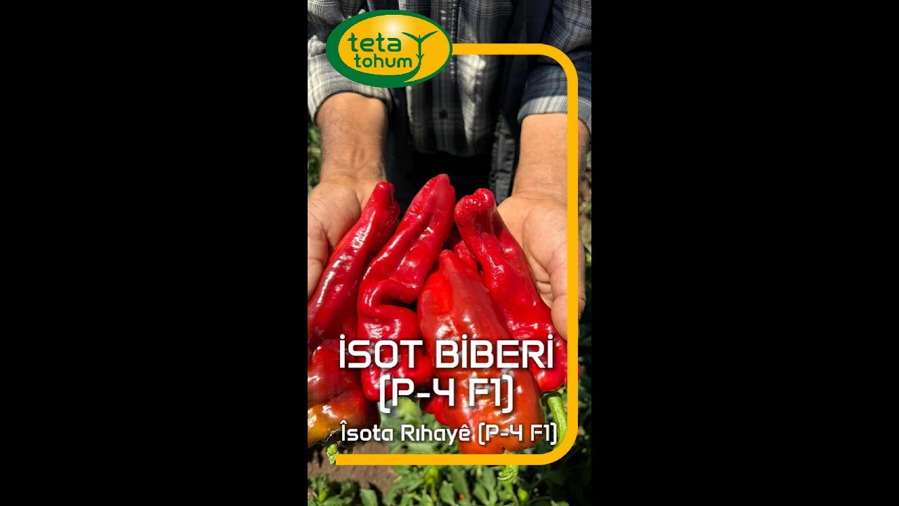 (KURDÎ) P-4 F1 Urfa Tipi İsot Biberi: Güçlü Bitki Yapısı, Yüksek Verim ve Erkencilik Bir Arada!