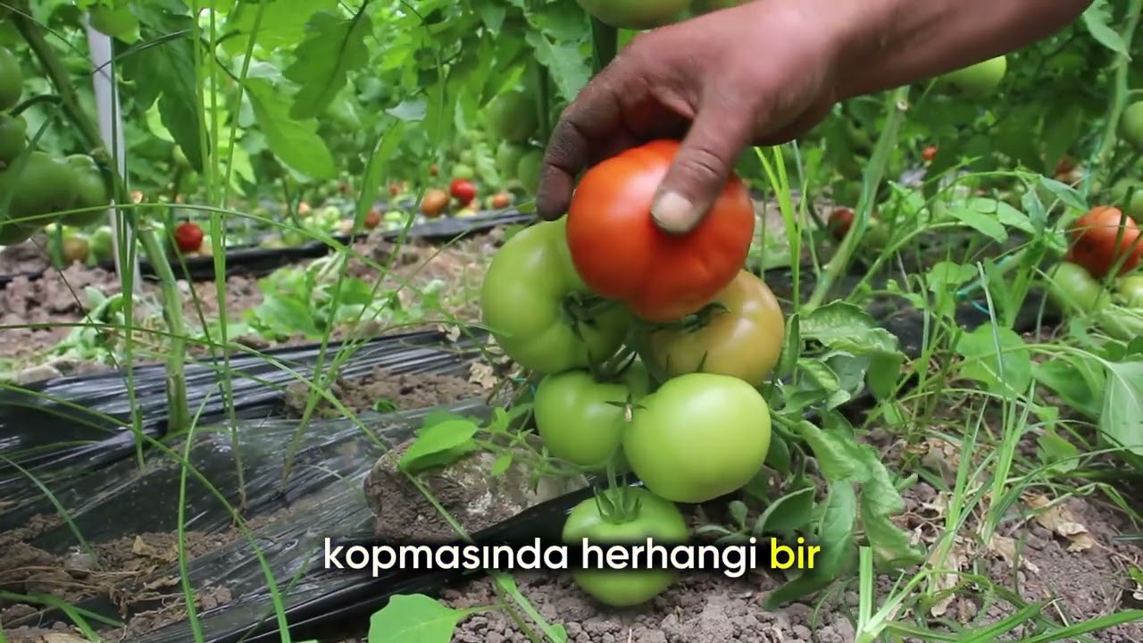 Kahramanmaraş’ta Domates Hasadı Başladı! T-1401 #domates #hasat