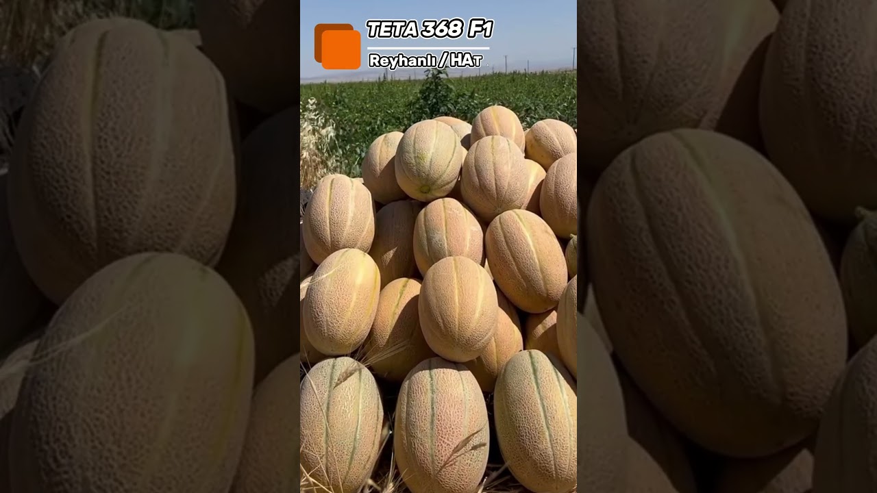 TETA 368 F1 Dilimli Tipi Kavun; Hatay'da da fark yazdırdı. #kavunhasadı #çiftçi #tarım #tetatohum