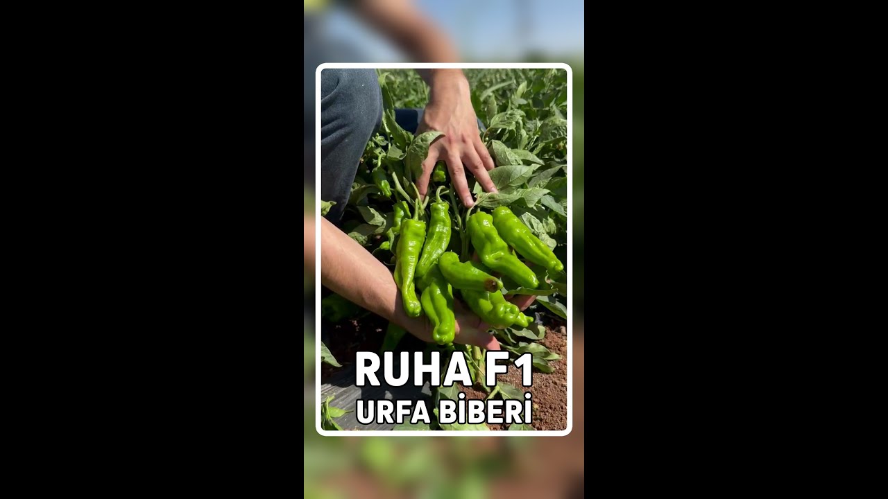 Ruha F1 Urfa Tipi Biber: Verimiyle Üreticiyi Memnun Ediyor #RuhaF1 #İsotBiberi
