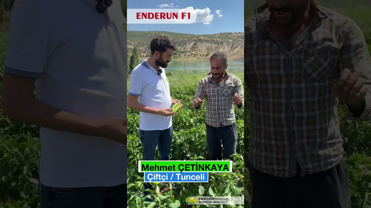 Enderun Kapya Biberi, Çiftçimize Umut Oldu #tarım #biber #çiftçi #tswv