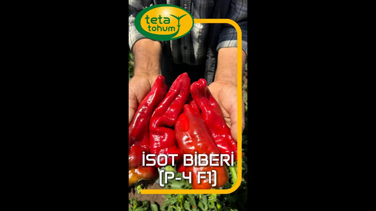 P-4 F1 Urfa Tipi İsot Biberi ile Güçlü Bitki Yapısı, Yüksek Verim ve Erkencilik Bir Arada!