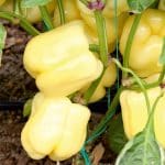 ASFAR F1, Macar Dolma