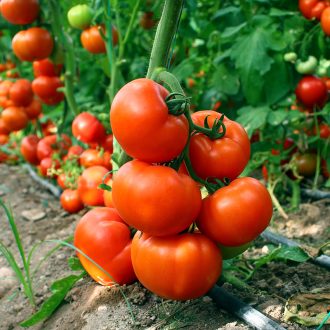 Mühür F1 Beef Domates