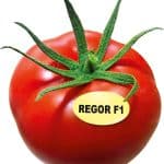 REGOR F1