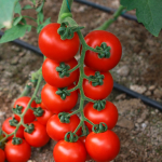 Tesbih F1 Salkım Tipi Sırık Domates