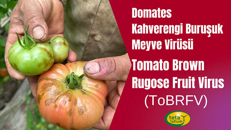 Domates Kahverengi Buruşuk Meyve Virüsü Tomato Brown Rugose Fruit Virus (ToBRFV)’ne Karşı Islah Çalışmalarımız