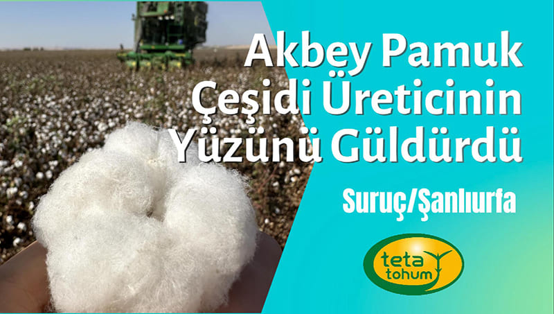 Şanlıurfa’nın Bereketli Topraklarında Akbey Pamuk Çeşidi Üreticinin Yüzünü Güldürdü