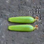 S-363 F1, hibrit silindir tipi kabak tohumu