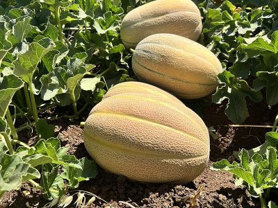 TETA 368 F1 Dilimli Tipi Kavun; Hatay'da da fark yazdırdı.