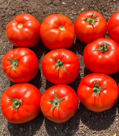 Zembil F1 yuvarkal tipi hibrit domates