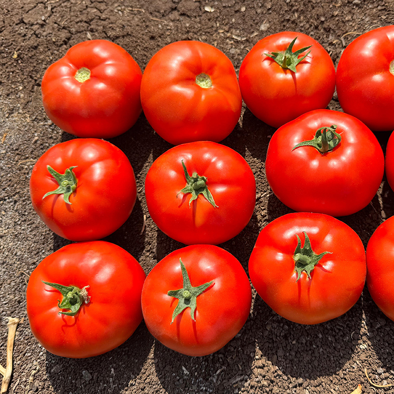 Zembil F1 yuvarkal tipi hibrit domates Zembil F1 yuvarkal tipi hibrit domates